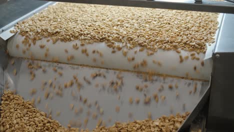 raw nuts on a conveyor belt. drying, roasting and packaging, the production process of light snacks. factory production.