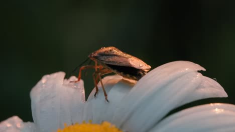 insect on a daisy flower