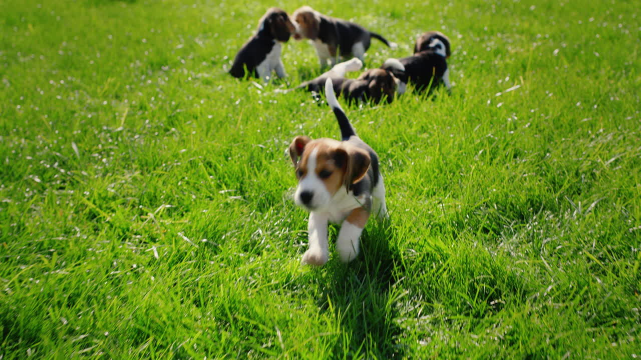 Cheerful active beagle puppies run across the green lawn