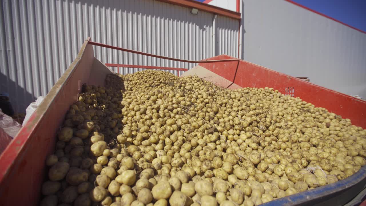 Potatoes spilled on conveyor belts time lapse.