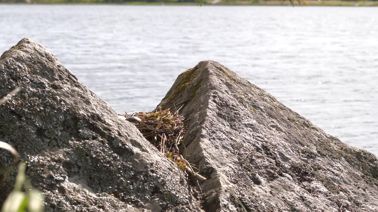 la gaviota en el nido incuba huevos y se va volando