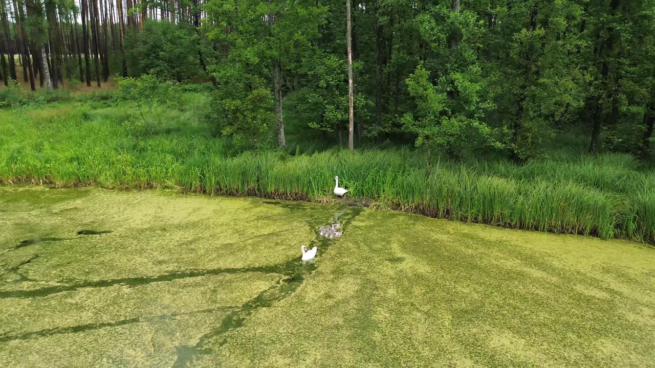 유럽의 새벽은 드론이 조용한 호수, 울창한 숲을 우아하게 탐험하면서 펼쳐집니다.
