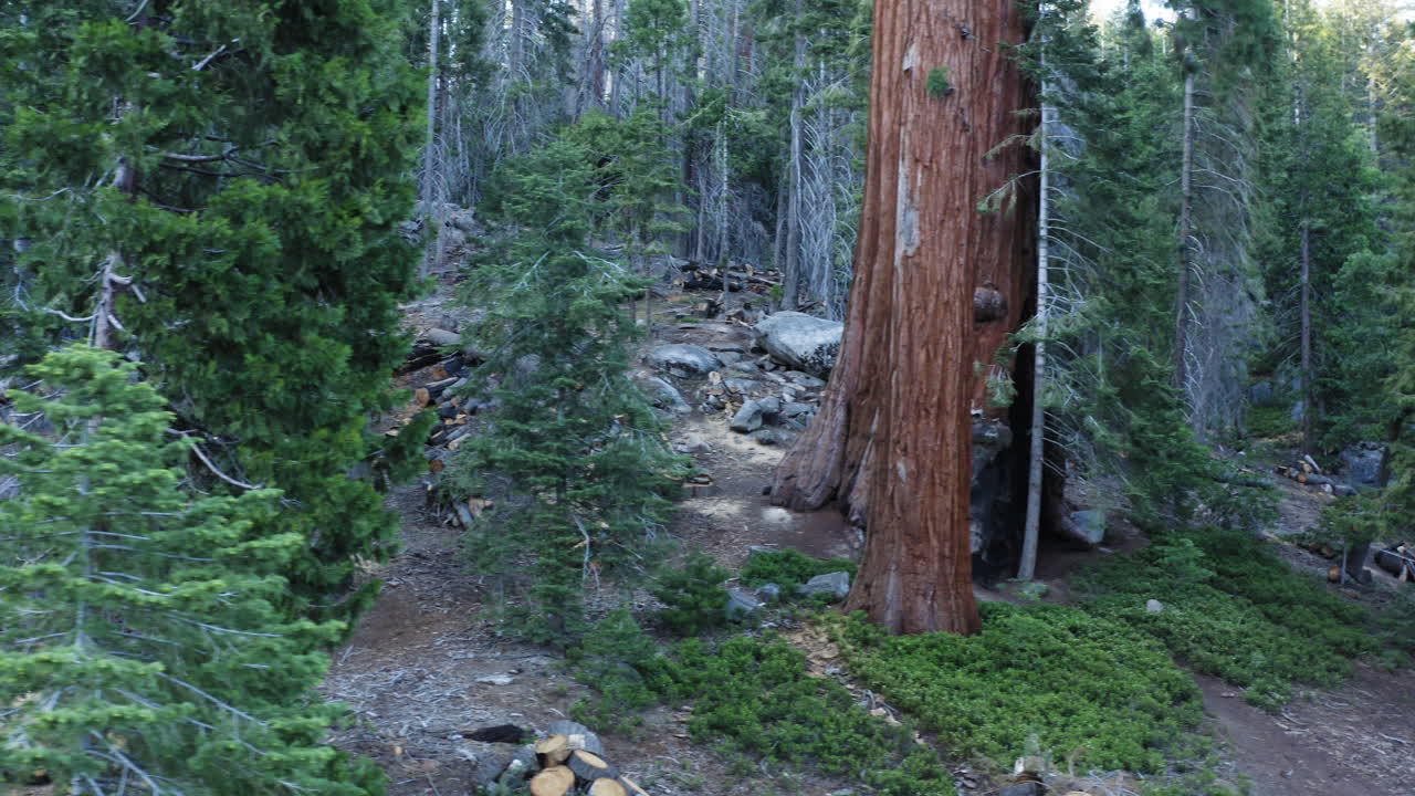 Sentiero dei 100 Giganti nella Foresta Nazionale di Sequoia, California
