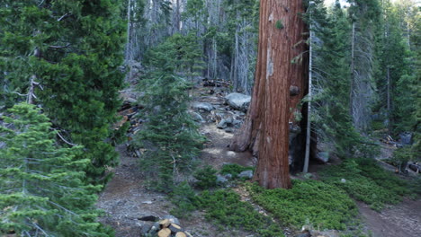 trail of hundred or 100 giants in sequoia national forest, california