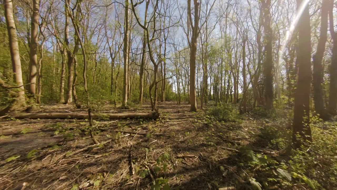 Aerial drone flight through forest with scattered sunlight through green trees in Veere
