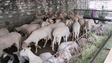 sheep in a corral