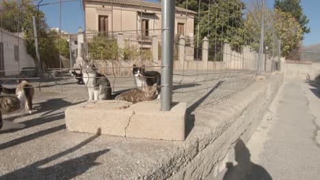 Colonia-Feliz-Y-Amistosa-De-Gatos-Y-Gatitos-En-Un-Día-Soleado