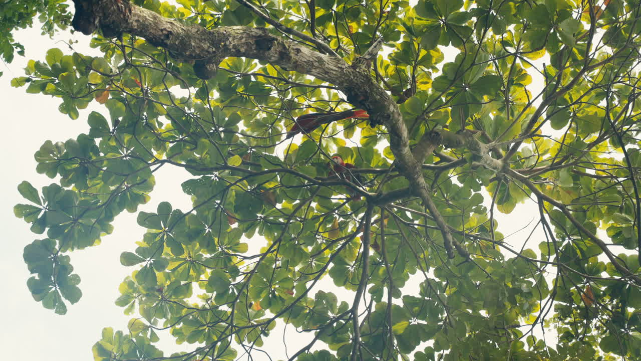 Tree with green leaves and parrot