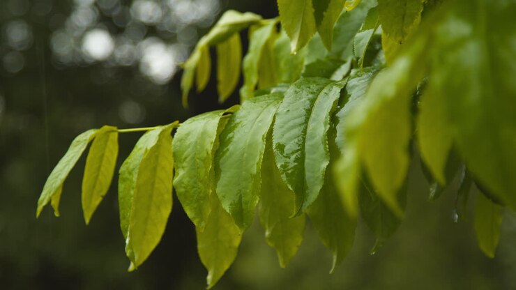 Close Up Of Rain Falling On Leaves Of Trees In Park Or Countryside 1