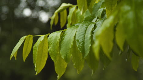 close up of rain falling on leaves of trees in park or countryside 1