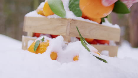 fresh mandarin oranges in a wooden crate covered in snow