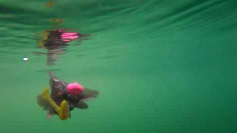 Sculpin-caught-on-jig-lure-with-reflection-and-sunlight-streaming-in-ocean-surface