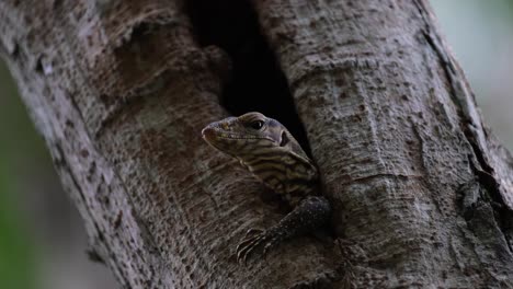 peering through a hole, a clouded monitor lizard varanus nebulosus is in a hollow cavity of a tree inside kaeng krachan national park in phetchaburi, thailand