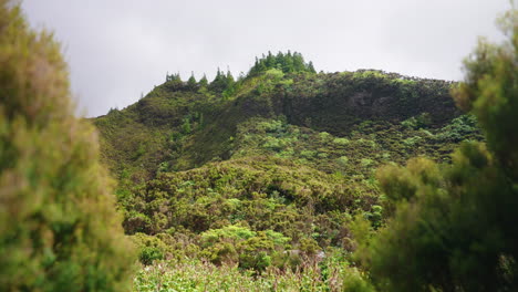 Cinematic-shot-of-green-lush-vegetation-in-the-tropical-forest