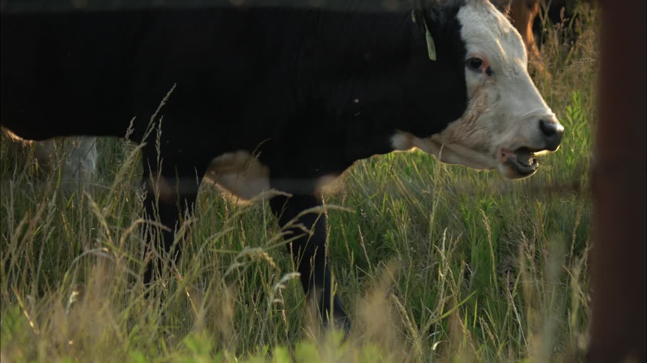 Closeup of a herd of cows eating grass in a field of green grass on a farm during evening sunset.