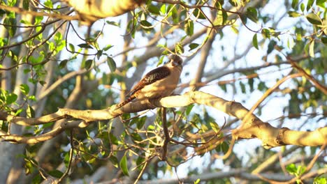 golden sunset wildlife close up shot capturing a wild laughing kookaburra, dacelo novaeguineae perching on tree branch, looking and wondering around its surrounding environment, staring at the camera