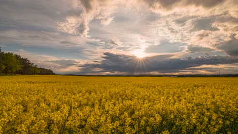 time lapse of canola field with sunset and