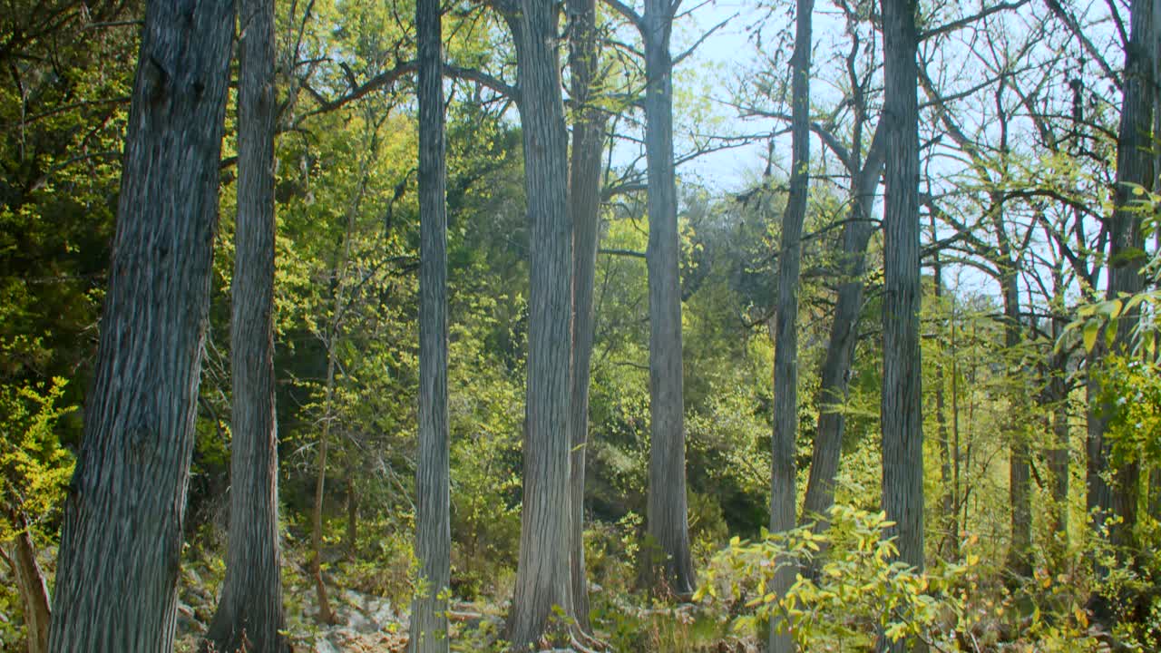 화창한 날 사이프러스 나무에서 하늘로 기울다
