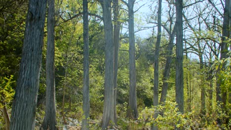 tilt up from cypress trees to the sky on a sunny day