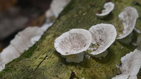 fungi growing on a log in kaeng krachan national park, thailand, unesco world heritage