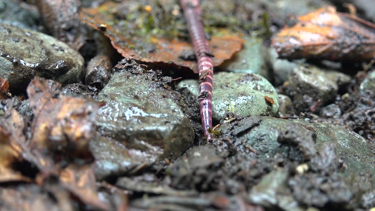 Earthworm Crawling Over Wet Soil and Leaves