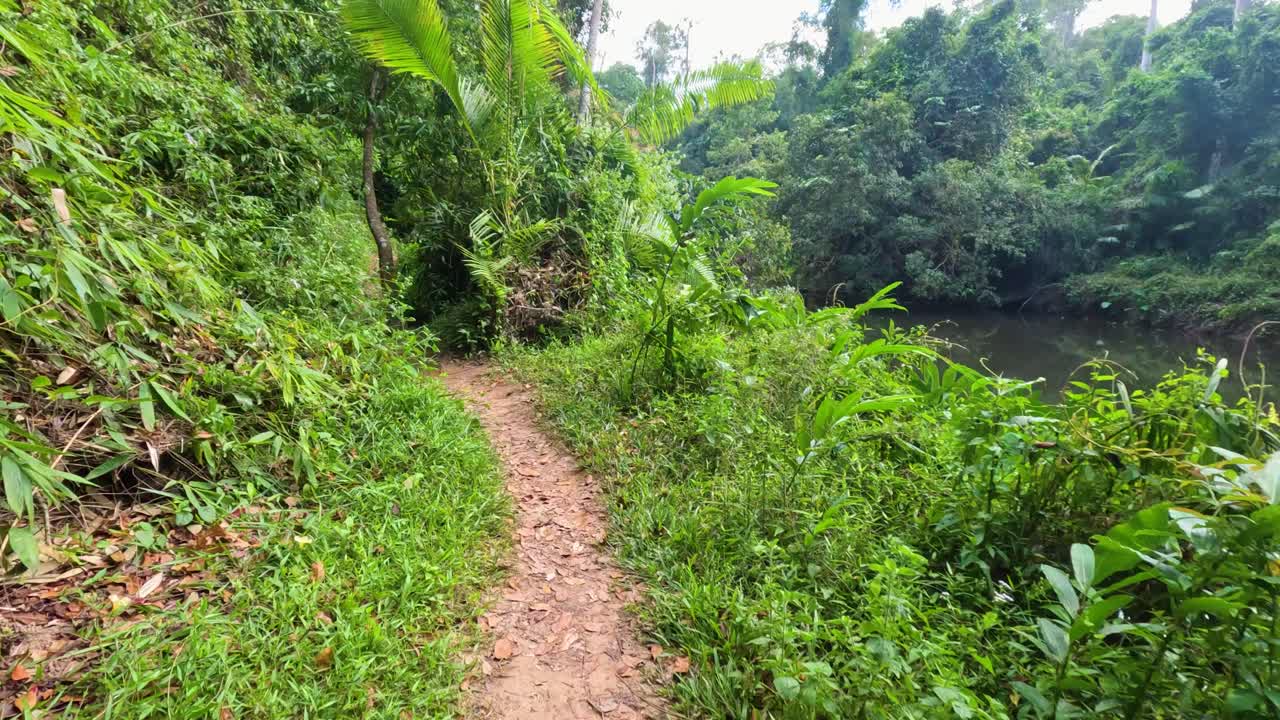 울창한 초록색 식물 을 가로질러 있는 정글 길