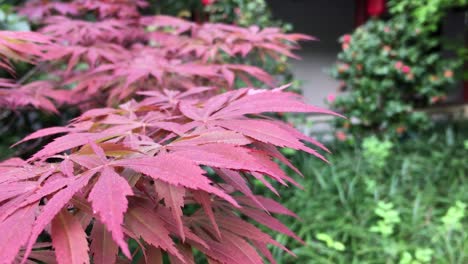 Japanische-Ahornpflanze-Mit-Roter-Farbe-Bei-Leichter-Brise