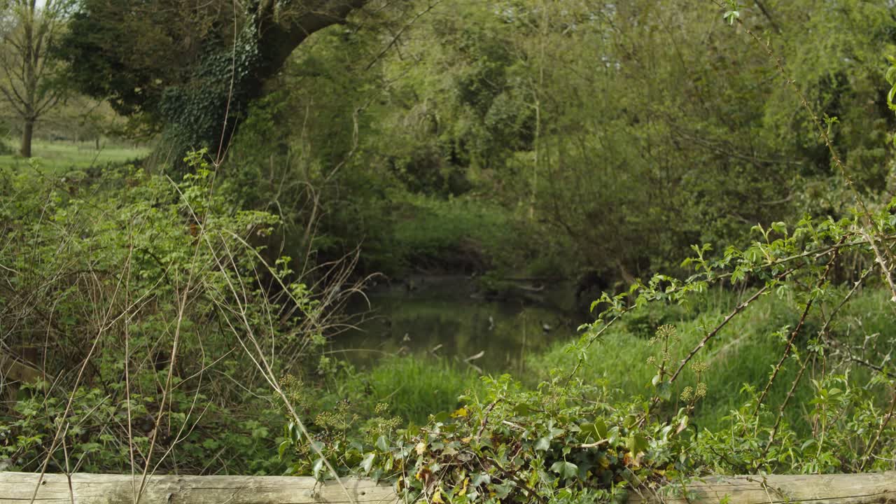 Pond in a green natural landscape with insects flying through the air with dense forest in the background. Static shot.
