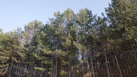 pinos en un día de verano ventoso con cielo azul