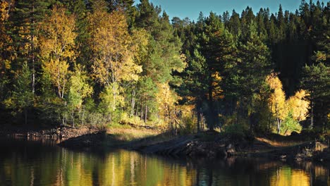 a serene autumn day by a forest lake, where the calm water reflects the golden tones of the season