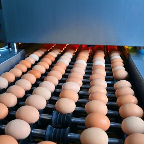 Conveyor line with eggs in action. Agriculture technology for eggs production inside the poultry factory. Industrial equipment on a chicken farm