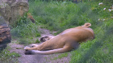 Leona-Asiática-En-Cautiverio-Duerme-En-El-Zoológico-De-Dublín