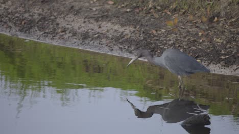 little blue heron hunting and looking for fish underwater