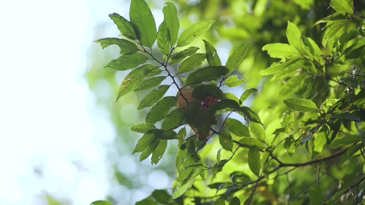 흐릿한 보케 배경을 가진 아름다운 녹색 잎의 영화적 클로즈업 샷