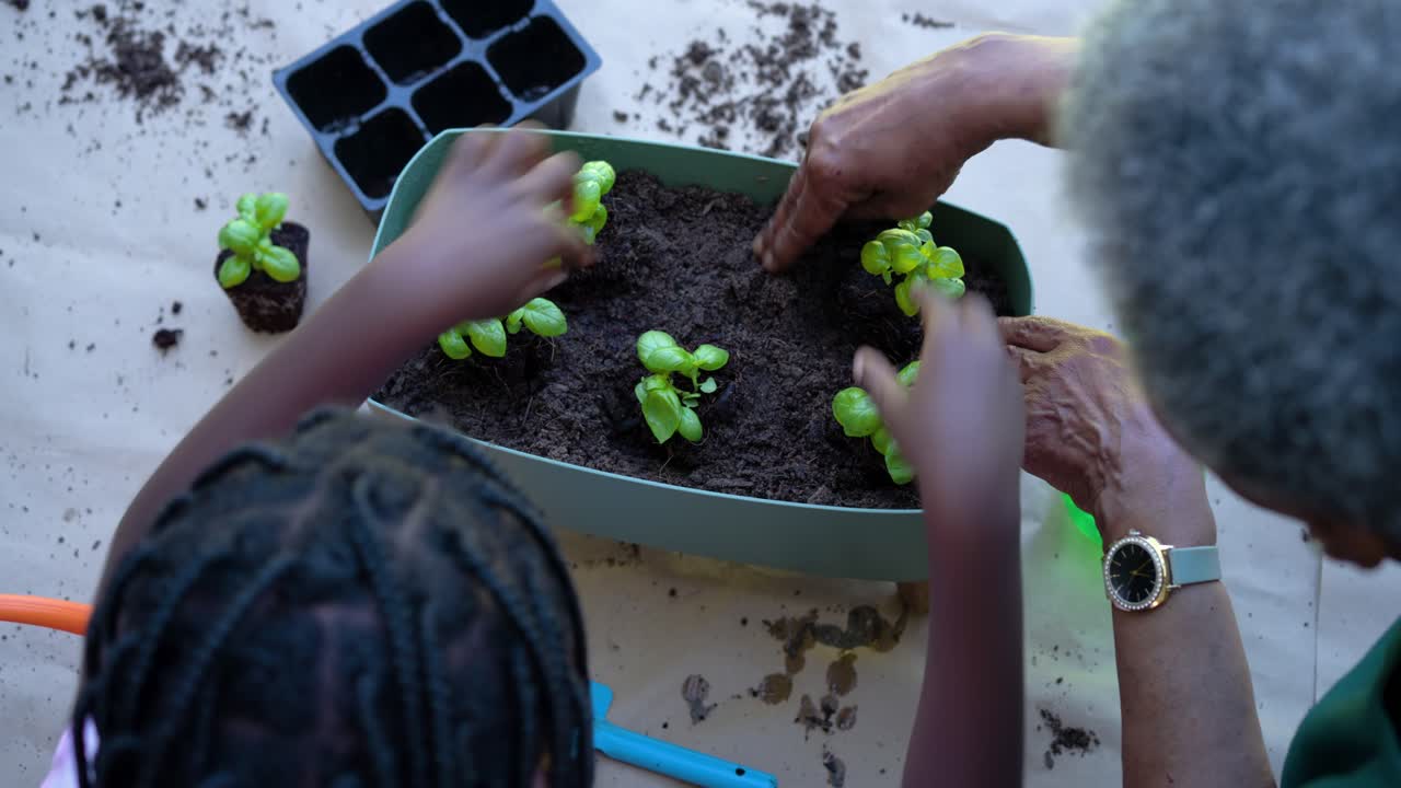African American senior woman and youth girl with pots planting plants in planter on table watering