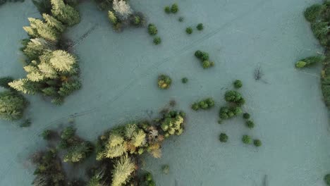 Aerial-of-evergreen-trees-with-open-grass-meadows-during-sunrise,-Poland