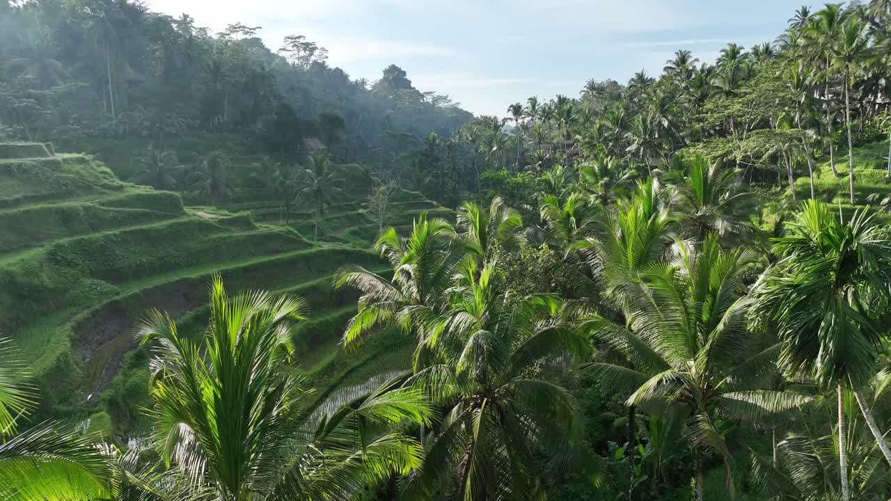 Campi di riso e palme - Tegallalang Rice Terrace