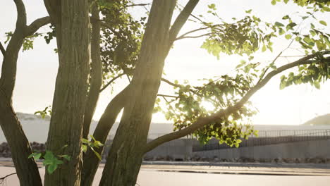 the warm morning sun dramatically casting intense rays through a large tree