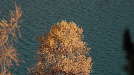single red yellow fir in sunlight with mountain lake in the background