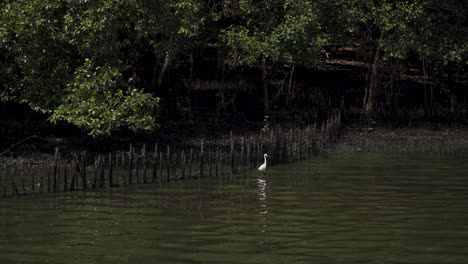 Garceta-Pequeña-Caminando-Por-El-Bosque-En-Un-Manglar-En-La-Reserva-De-Humedales-Sungei-Buloh-En-Singapur