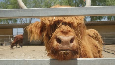 furry long haired bull being curious about the camera at the petting zoo in slow motion