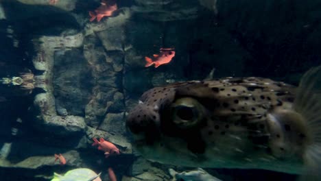 un pez globo se mueve por el agua con peces más pequeños