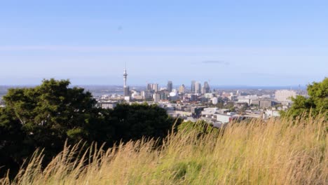 a travelling shot of the auckland skyline seen from a hill outside the city on a windy and clear day with a blue sky