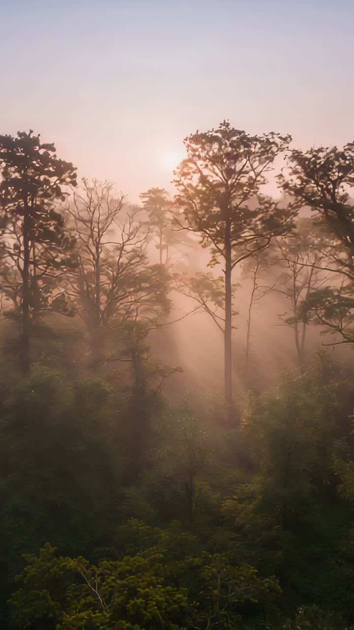 Vertical video: During sunrise, tall thin trees casting beams in misty forest, revealing foliage