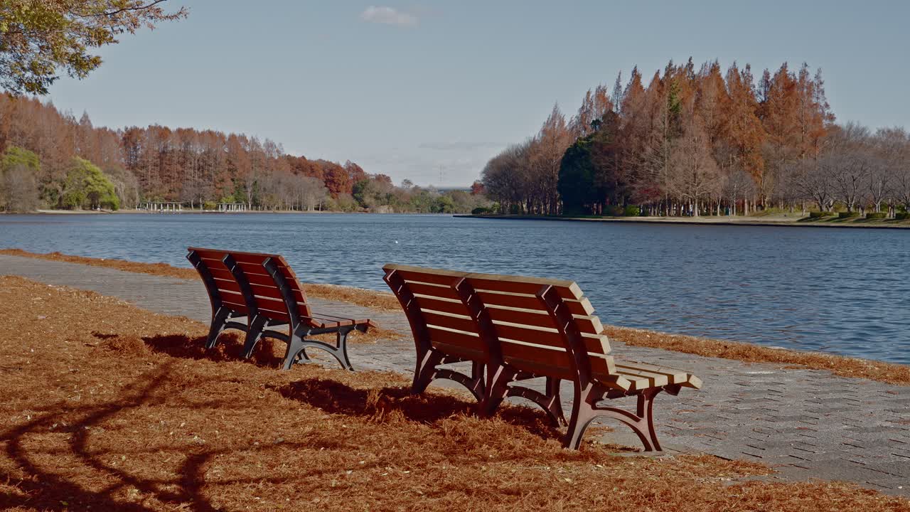 A peaceful view from a lakeside path in Mizumoto Park, Tokyo, featuring wooden benches overlooking a calm pond and rust-colored Metasequoia trees under a clear sky