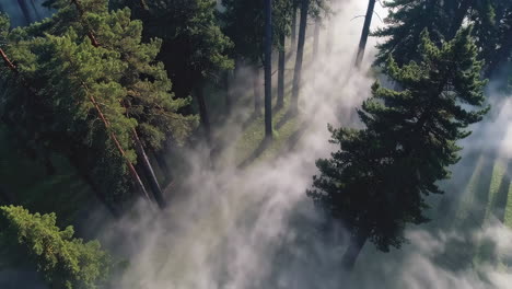 misty forest from above with sunlight filtering through trees