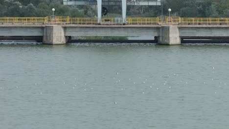 dam and river landscape with birds