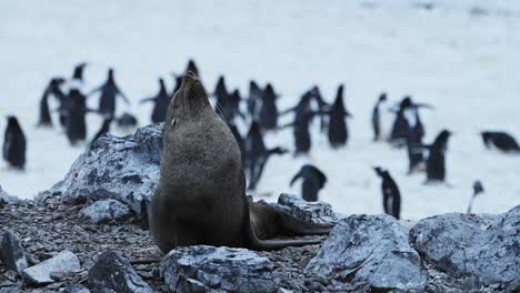 antártida vida silvestre de la foca de pelaje antártica, animales de la península antártica que se encuentran en rocas rocosas en la tierra continental, retrato en primer plano en un paisaje accidentado