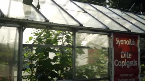 exploring the tranquil interior of a greenhouse filled with lush vegetation and sunlight filtering through glass panels, showcasing nature's beauty and growth