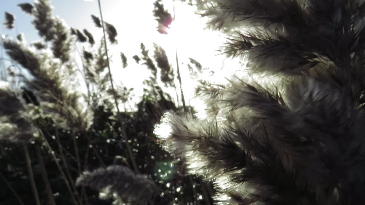 바람에 의해 움직이는 억새